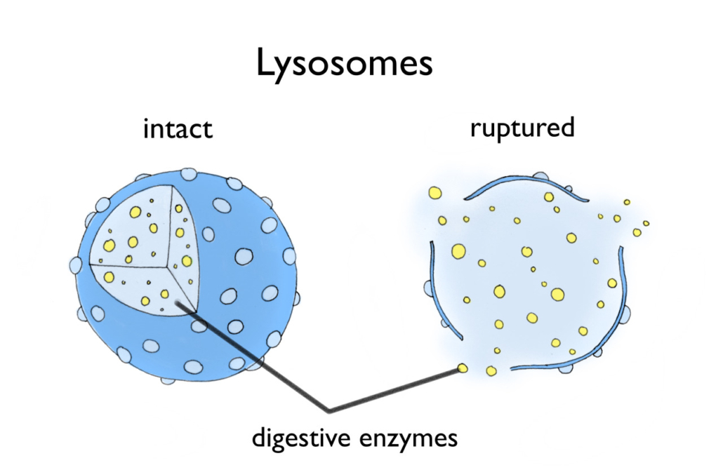 diagram of cell undergoing autolysis