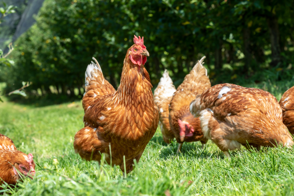 free-range chickens on an organic farm in styria,austria