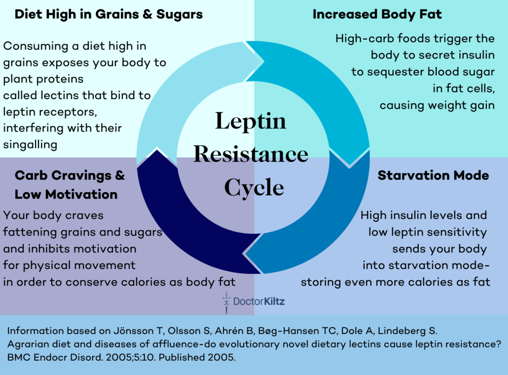 diagram of leptin resistance cycle