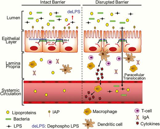 diagram of intact vs damaged gut lining