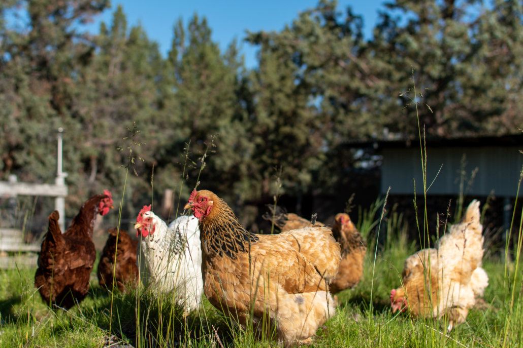 Group of several free-range backyard chickens in a pasture on a