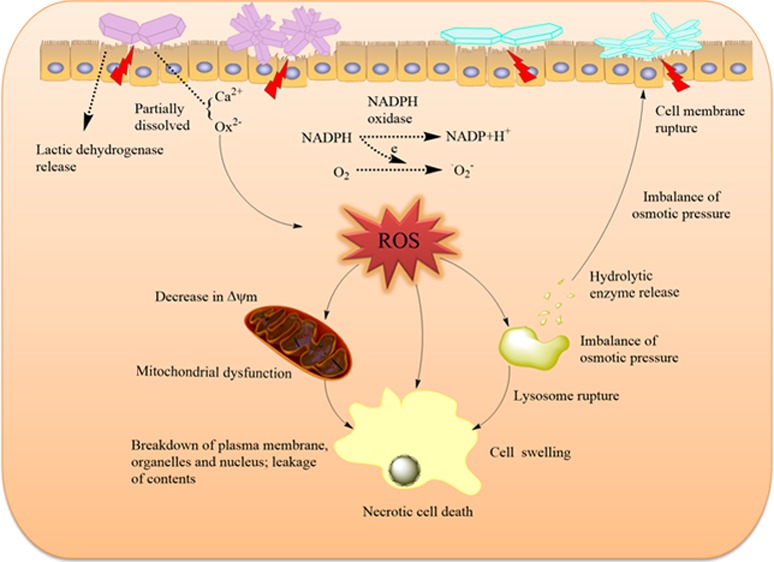 diagram of the effects of oxalate on body tissue