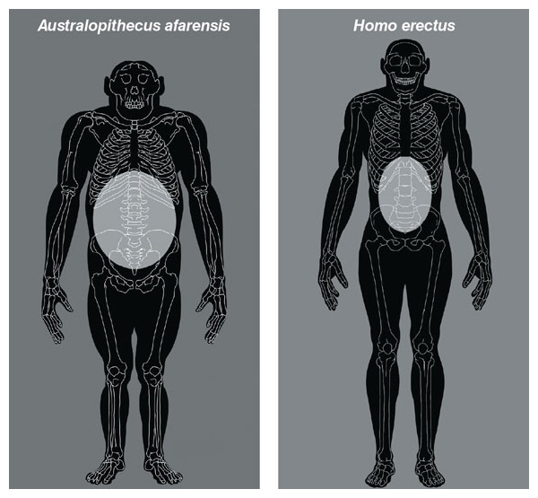 human gut vs ape gut