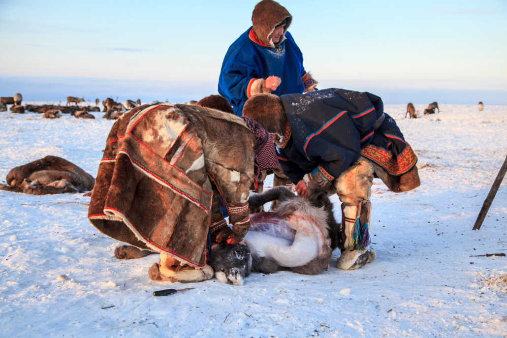 The extreme north, Yamal, the preparation of deer meat, remove the hide from the deer, assistant reindeer breeder.