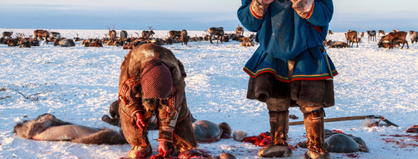 The extreme north, Yamal, the preparation of deer meat, remove the hide from the deer, assistant reindeer breeder.