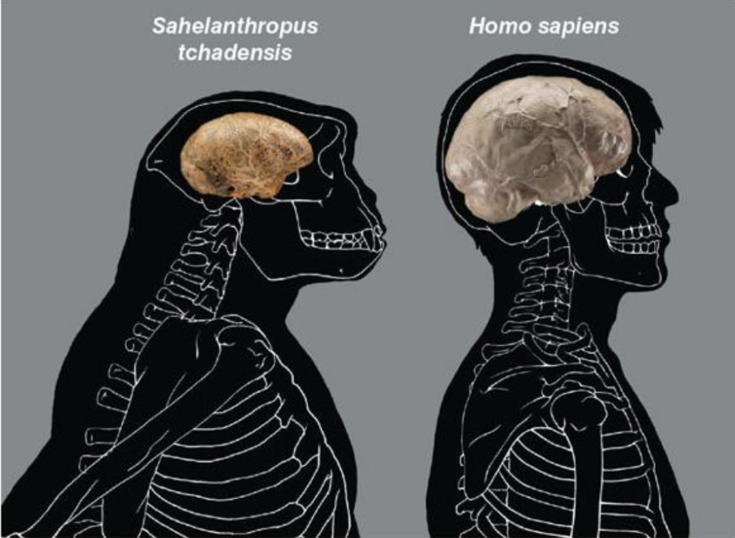 human vs ape brain