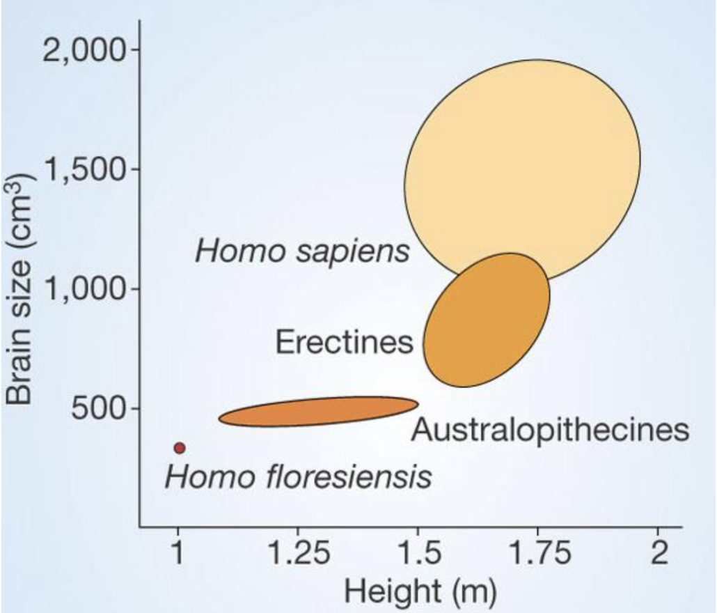 chart of brain growth