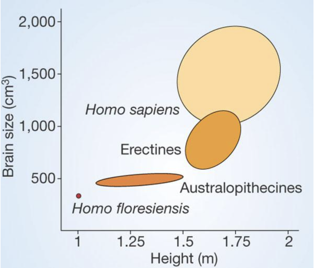 graph showing brain size between humans and other primates