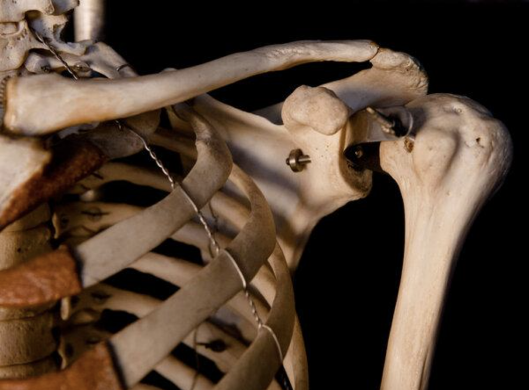 photo of human skeleton--shoulder joint 