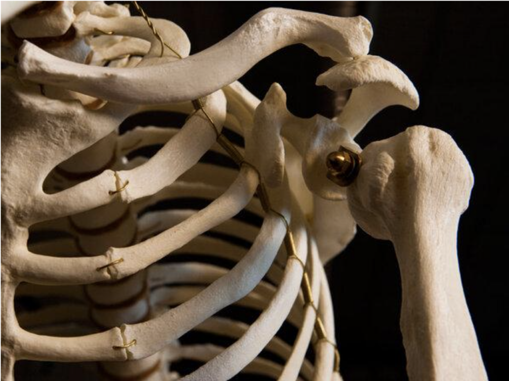 photo of ape shoulder bone