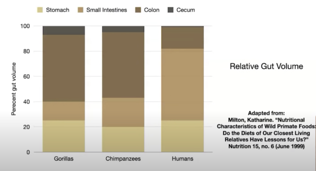 graph of relative gut volume between primates