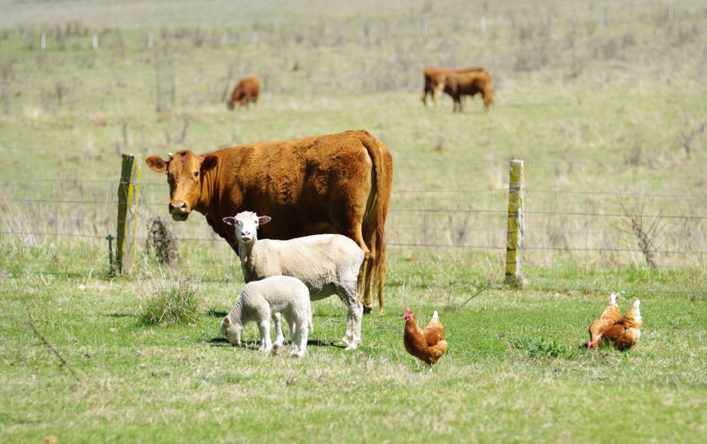 great image of sheep chickens and cows on the farm