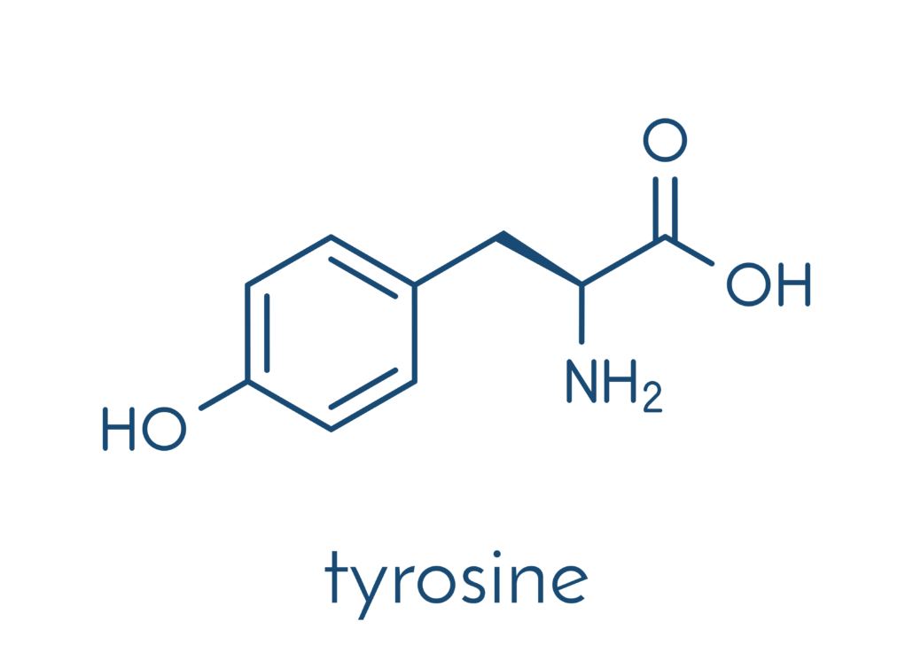 Tyrosine (l-tyrosine, Tyr, Y) amino acid molecule. Skeletal formula.