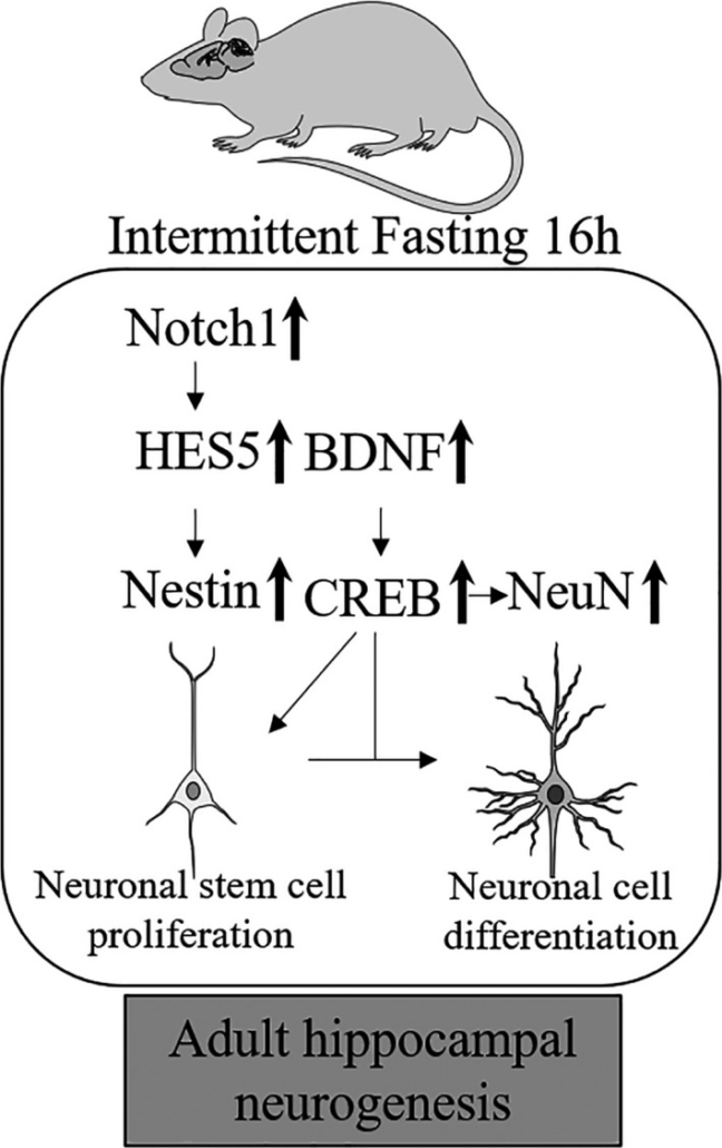 diagram of fasting and neurogenesis 