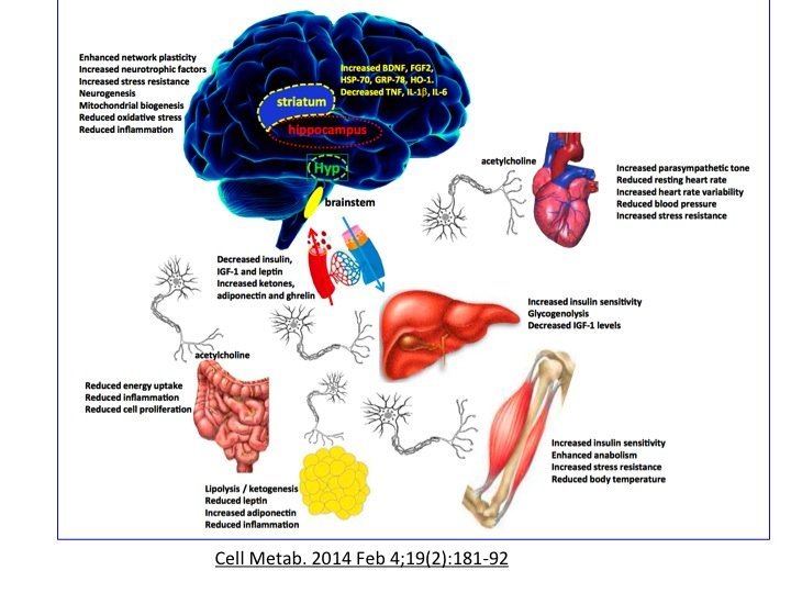 diagram of effects of intermittent fasting on the brain