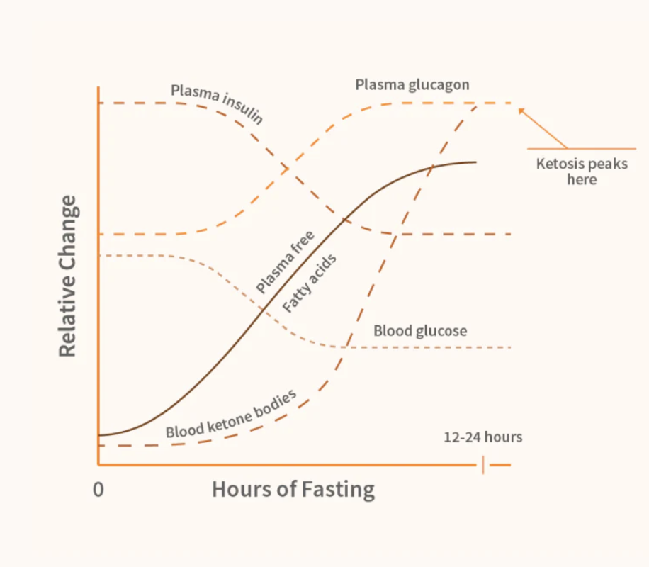 chart showing physiological effects of fasting