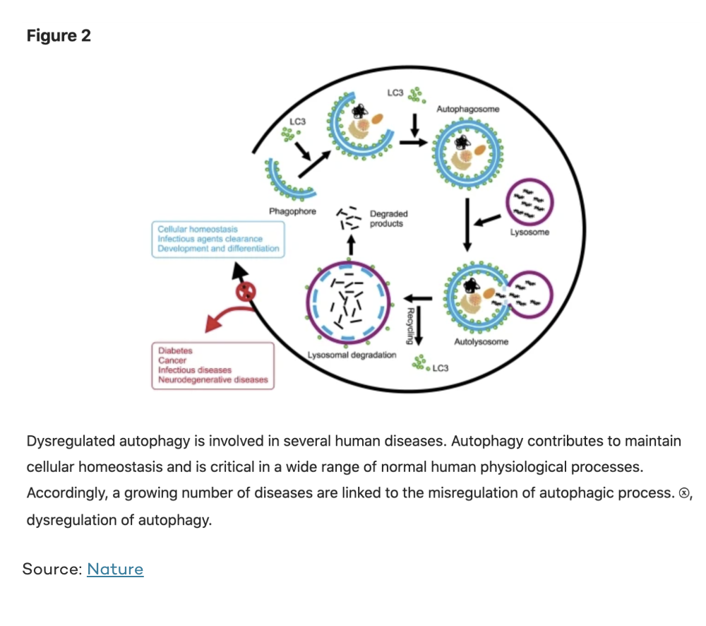 diagram of autophagy