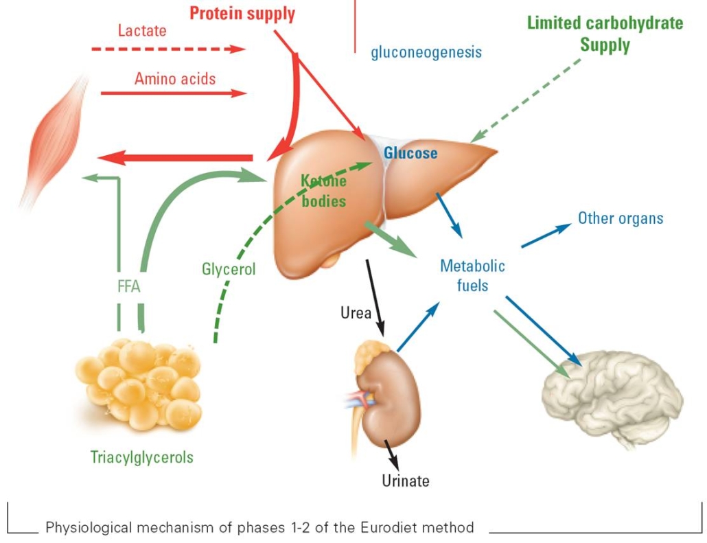 diagram of ketosis process