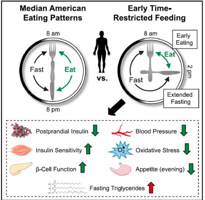 diagram of physiological effects of intermittent fasting