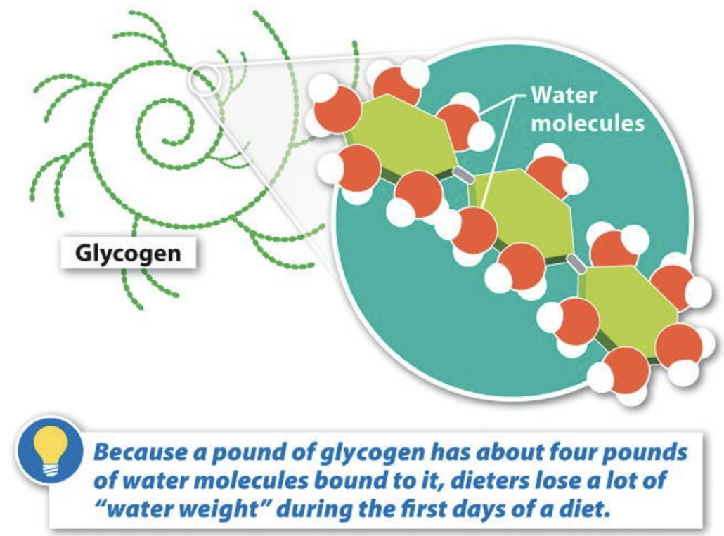 diagram of glycogen connected to water molecules