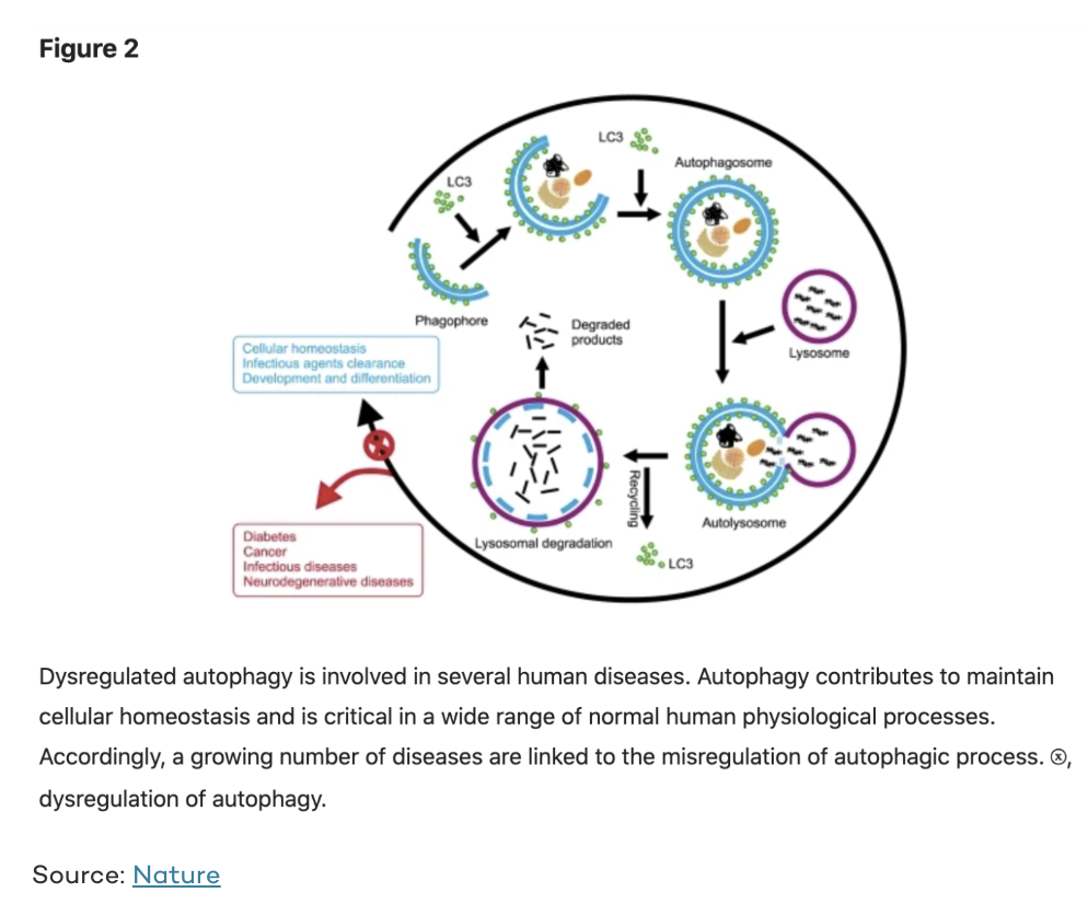 diagram of process of autophagy