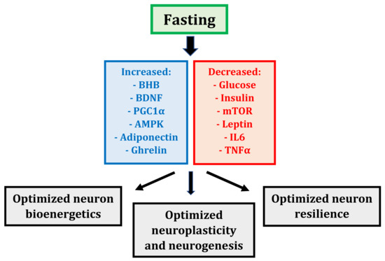 diagram showing effects of 24 hour fast