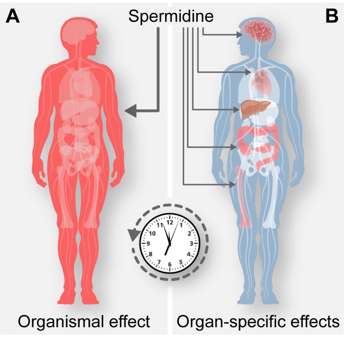two figures showing anti aging effects of spermidine