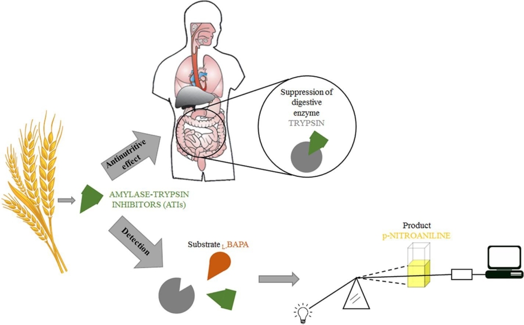 diagram of effects of trypsin inhibitors 