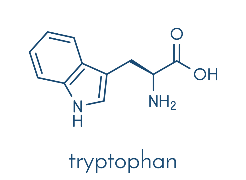 Tryptophan (l-tryptophan, Trp, W) amino acid molecule. Skeletal formula.