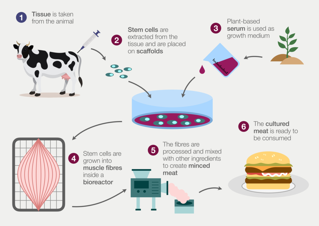 How cultured lab grown meat is made