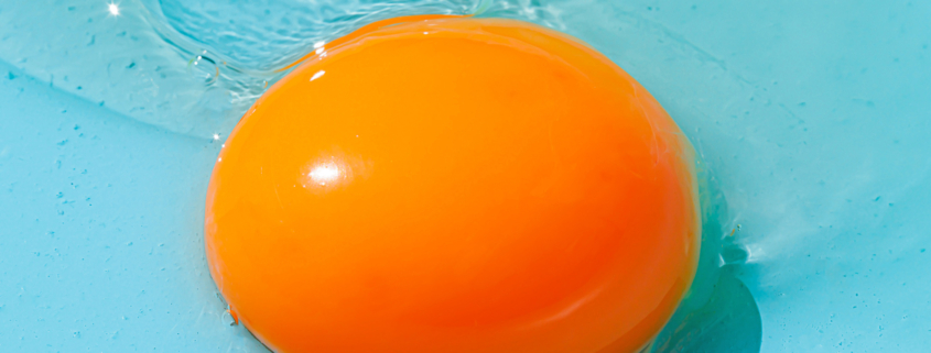Round shaped orange egg yolk and clear albumen liquid with shadow placed on blue background