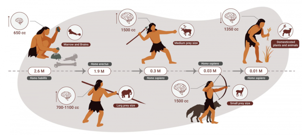 graphic showing human evolution by hunting animals