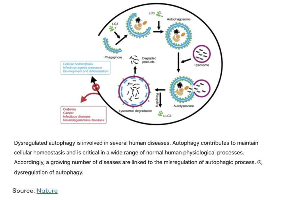 diagram of process of autophagy 