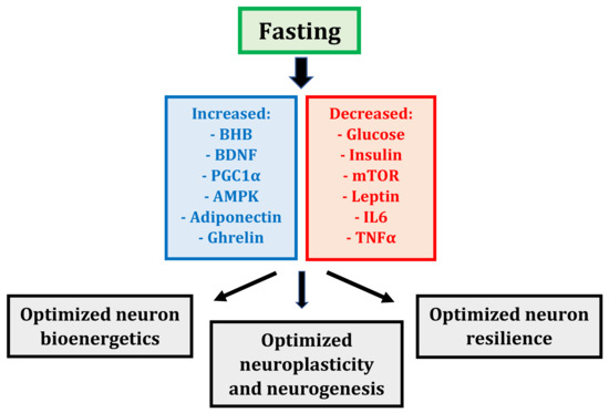 chart of metabolic changes that take place during prolonged fasting