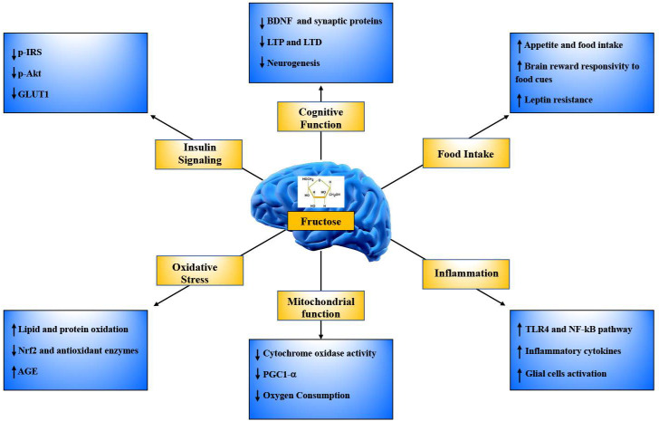 chart showing effects of sugary drinks on brain and memory