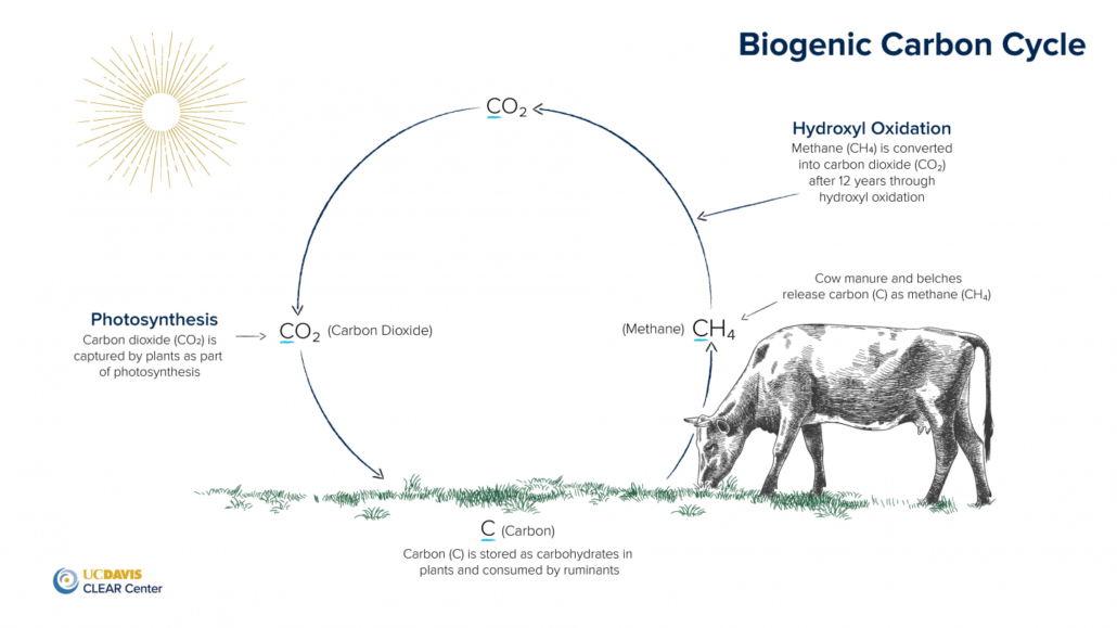 diagram of biogenic carbon cycle of livestock production 