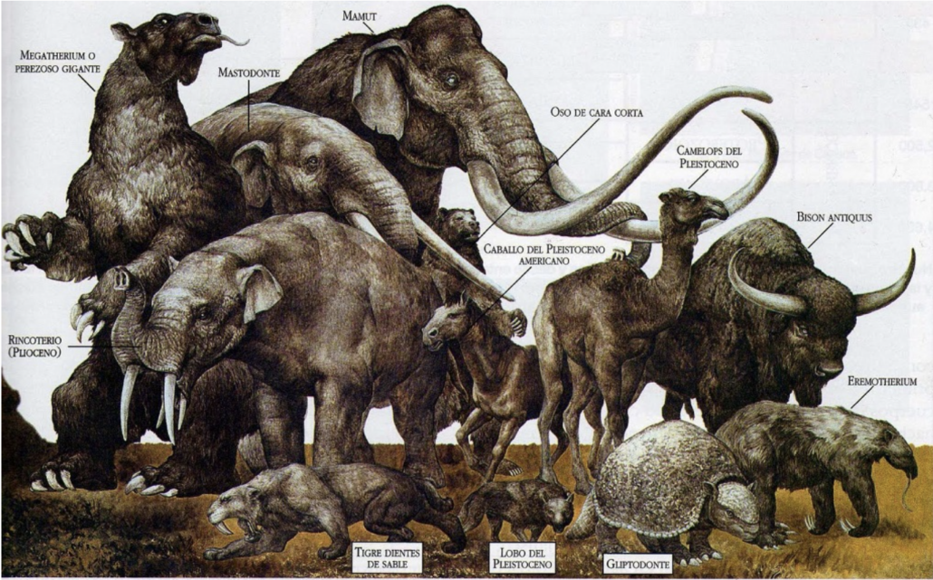 illustration of various megafauna