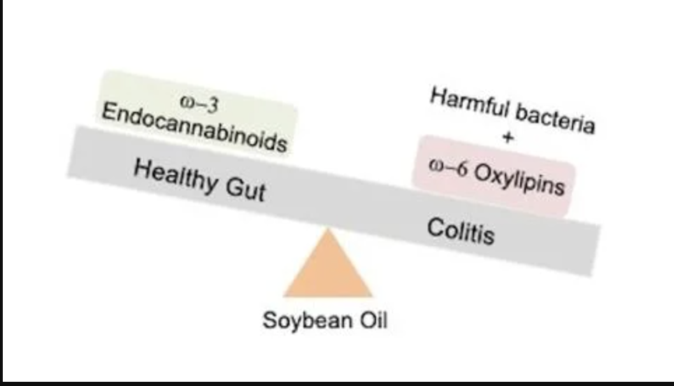 balance of beneficial vs harmful gut bacteria affected by soybean oil