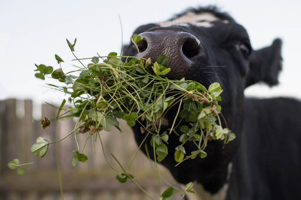 Cow on the farm eats grass, clover. Ecological food for animals. Organic milk does not contain antibiotics.