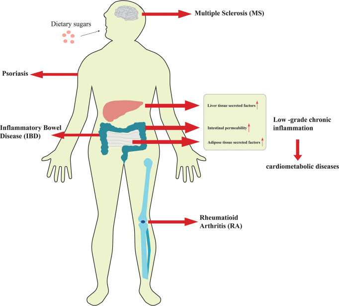 diagram of how sugar consumption causes inflammation 