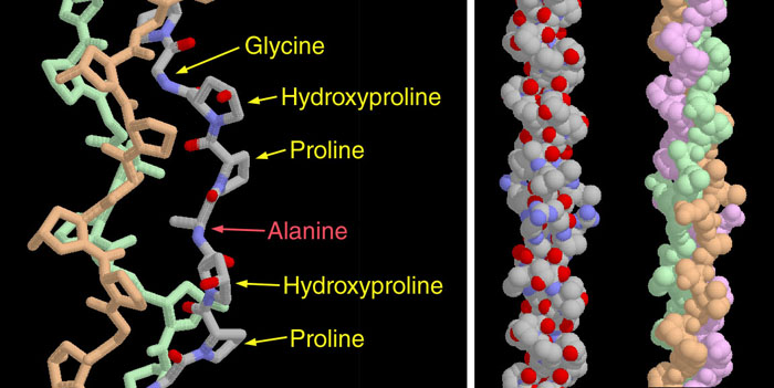 collagen molecules